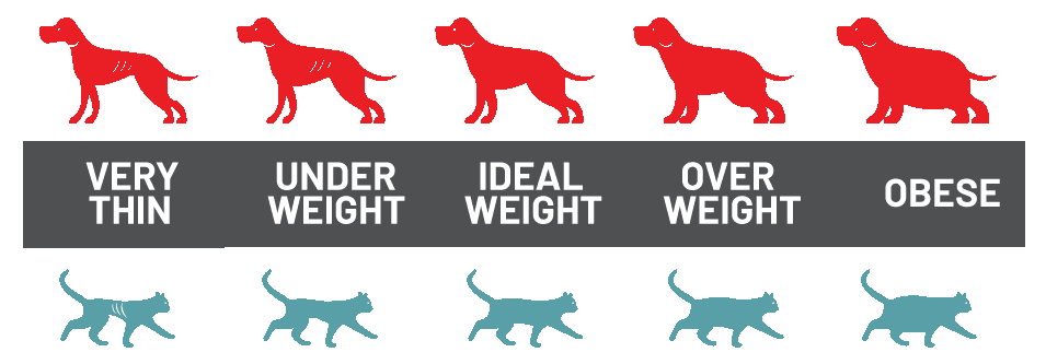Pet weight guide chart